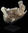 Wide Woolly Mammoth Lower Jaw With M Molars #57823-8